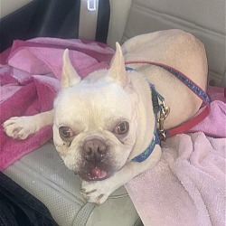 Photo of Poochie Purébred Frenchie