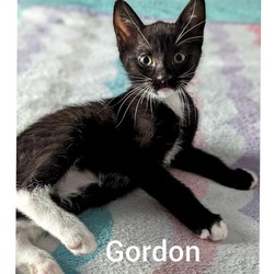 Photo of GORDON