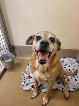 Winchester VA Pug Beagle. Meet Benny a Pet for Adoption