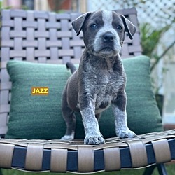 Photo of JAZZ