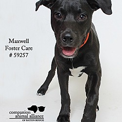 Thumbnail photo of Maxwell (Foster) #2