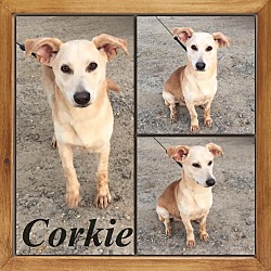 Thumbnail photo of Corkie in CT #1