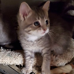 Thumbnail photo of Grey tabby kittens #4