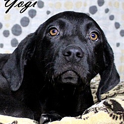 Thumbnail photo of Yogi ~ meet me! #1