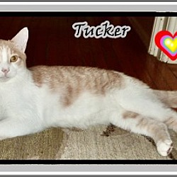 Thumbnail photo of Tucker, Teddy (bonded brothers) #1