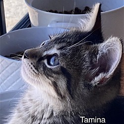 Thumbnail photo of Tamina #2