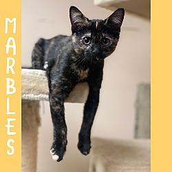 Photo of Marbles