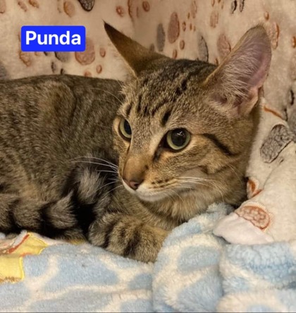 Thumbnail photo of Punda #2
