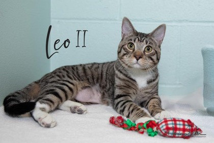 Thumbnail photo of Leo II #1