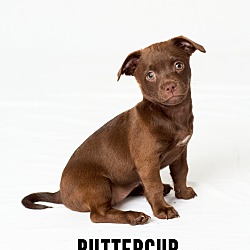 Thumbnail photo of Buttercup #2