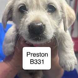 Photo of Preston B331
