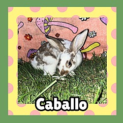 Thumbnail photo of Caballo #1