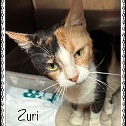 Thumbnail photo of ZURI #3