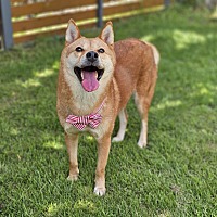 adopt-pet