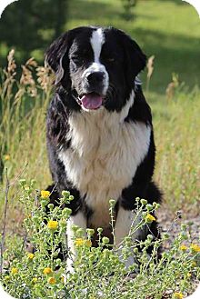 black and white bernese mountain dog