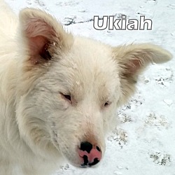 Thumbnail photo of Ukiah - DEAF adoption pending #1