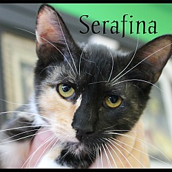 Thumbnail photo of Serafina #2