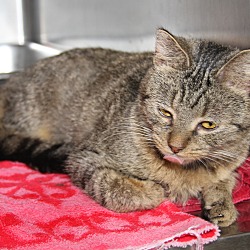Thumbnail photo of Timber (Spayed) (FeLV+) #1