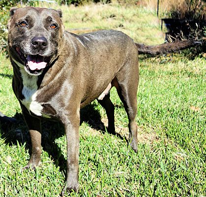 Norwood, GA - Mastiff. Meet Otto a Pet for Adoption - AdoptaPet.com