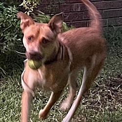 Photo of KOBE (KOBERT/KOBERTON)