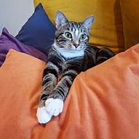 adopt a pet