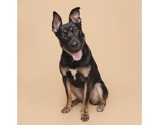 Pittsburgh, PA - Mixed Breed (Medium). Meet Princess A Pet For Adoption ...