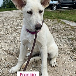 Photo of Frankie (in foster)