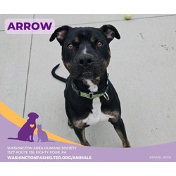 Photo of Arrow