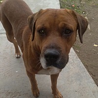 adopt a pet