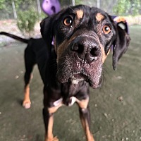 adopt a pet