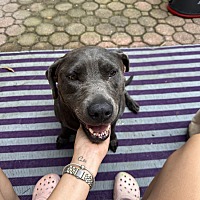 adopt a pet