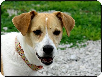 beagle fox terrier