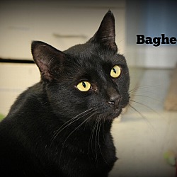 Thumbnail photo of Bagheera #1