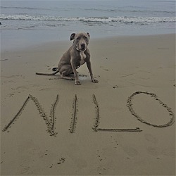 Thumbnail photo of Nilo #3