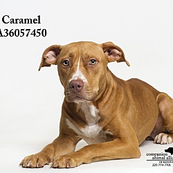 Thumbnail photo of Caramel #2