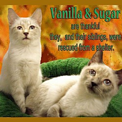 Photo of Vanilla & Sugar
