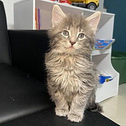 Photo of Blaze