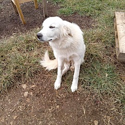 Thumbnail photo of Angel the Pyrenees #1