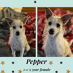 Photo of PEPPER 1 1/2 YEAR TERRIER