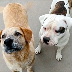 Photo of TOBER & blind dog POPPY