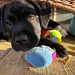 Photo of Darla (Baby Wigglebutts)