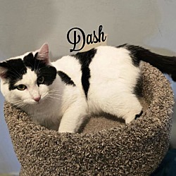 Thumbnail photo of Dash #2