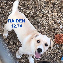 Thumbnail photo of Raiden #2