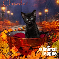 Thumbnail photo of Chowder #1