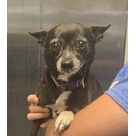 Adopt A Pet :: Rosa - Jackson, MI