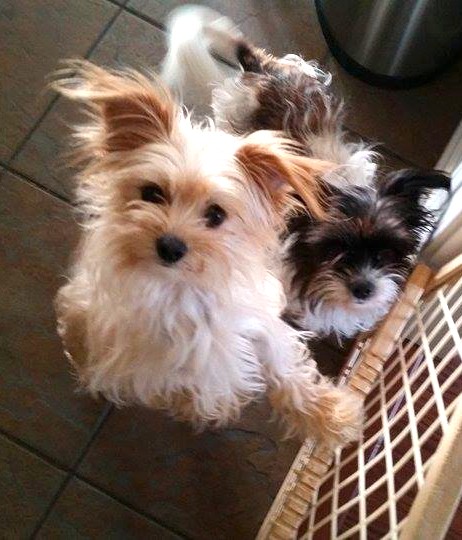 sonny's yorkie rescue shelter