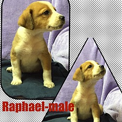 Thumbnail photo of Ralphael (POM) #2