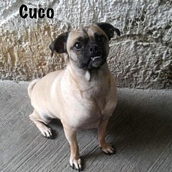 Thumbnail photo of Cuco #1