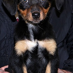Thumbnail photo of Inka~adopted! #1