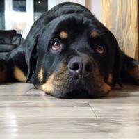 alliston humane society dogs for adoption